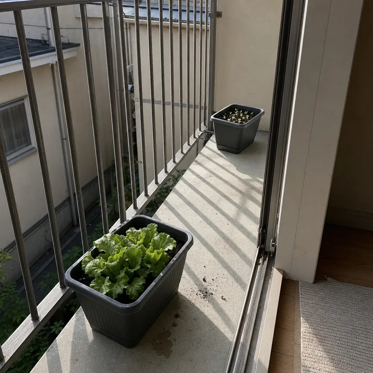 Two balcony planters show larger lettuce in one pot and new lettuce seedlings in the other.