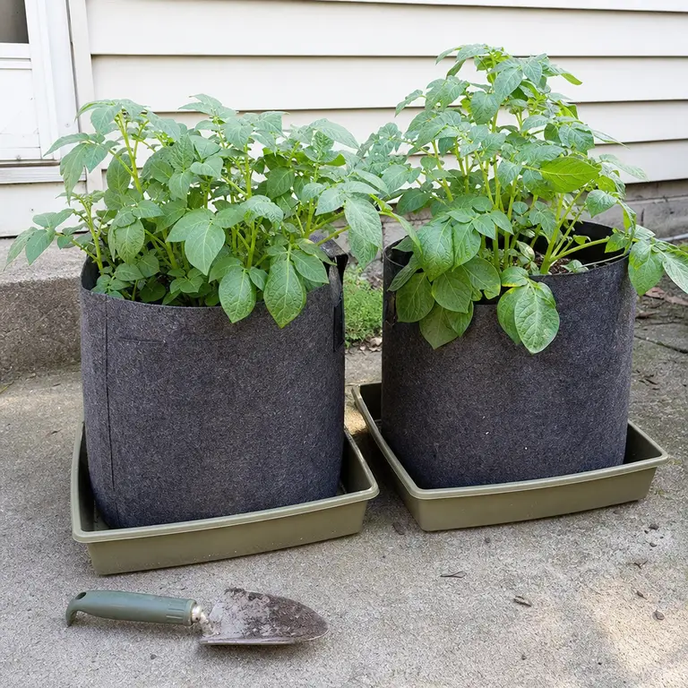 Leafy potato plants growing in fabric bags on a concrete patio.