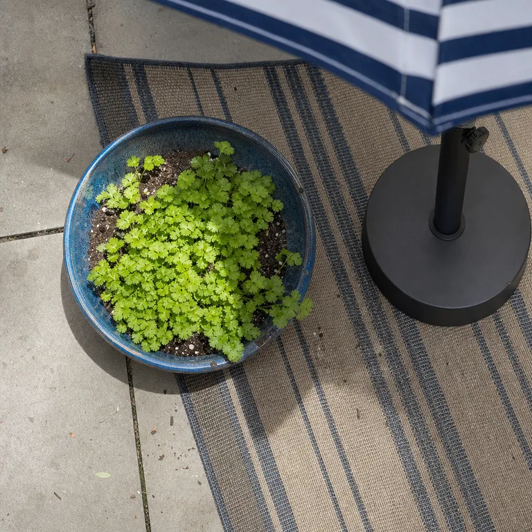 Young cilantro growing in a wide bowl partly shaded on a sunny patio.