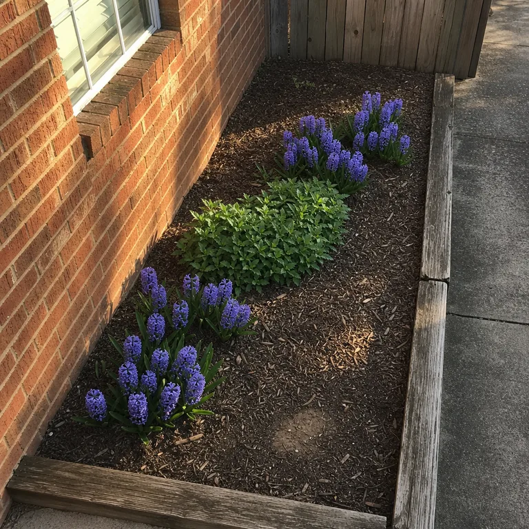 Two separated purple bulb drifts in a narrow bed alongside a brick house.