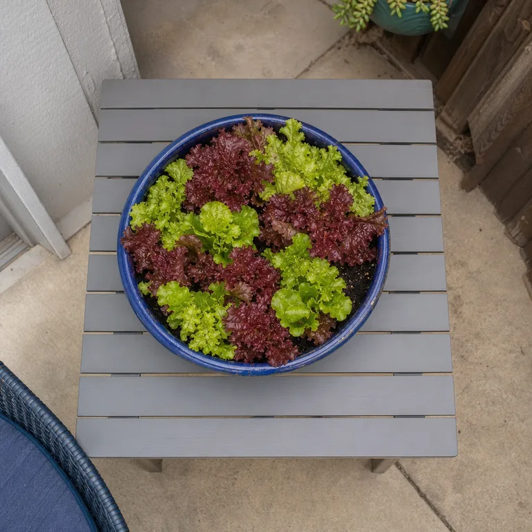 Red and green loose-leaf lettuce grows together in a blue ceramic patio pot.