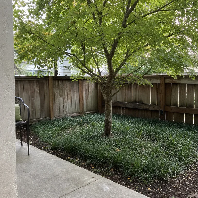 Sedges planted beneath a backyard tree where lawn grass had grown sparsely.