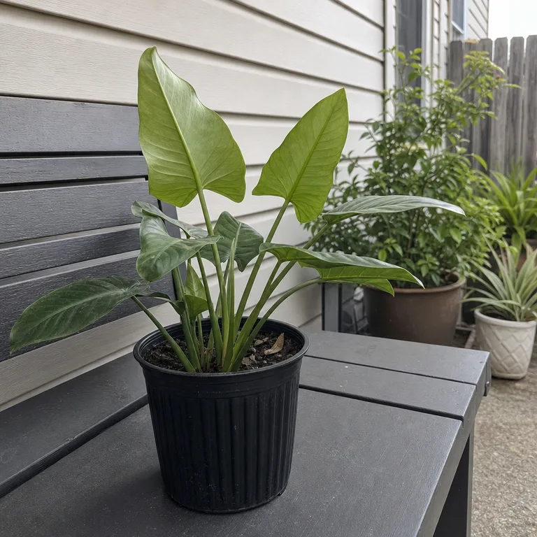 The undersides of a houseplant’s leaves are visible during a close patio inspection for pests.