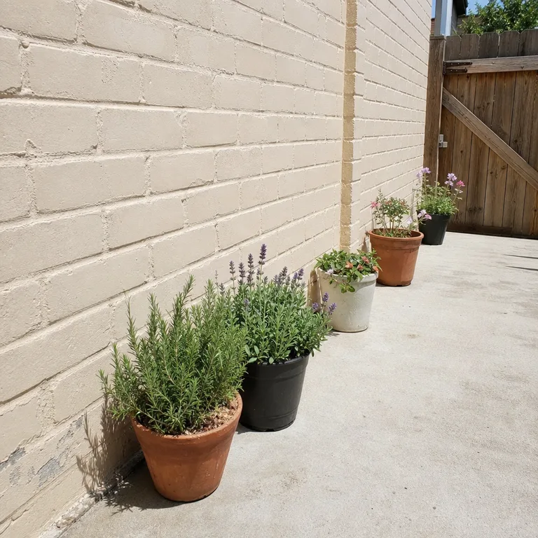 Different plant pots spaced in a loose row along a sunny painted brick wall.