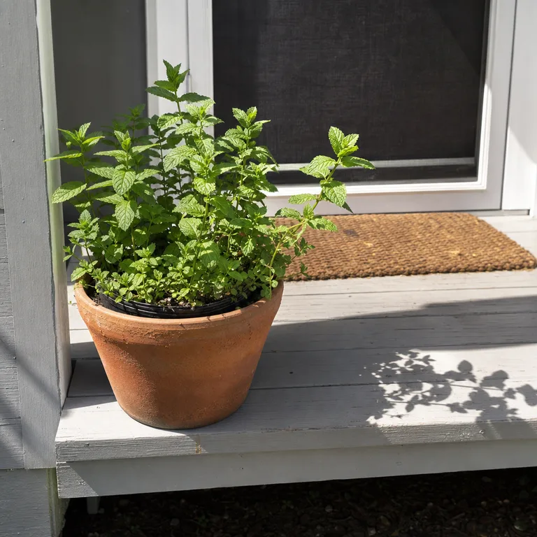 A separate terracotta pot of mint on the step of a small patio deck.